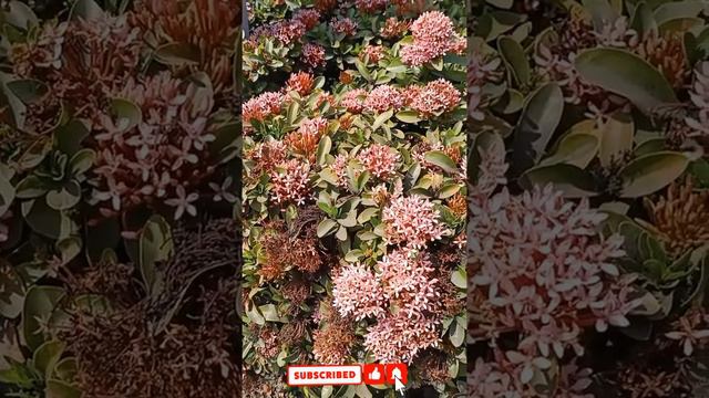 EASIEST Way to Grow Ixora Plants from Cuttings