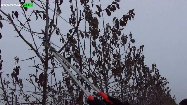 Обрезка яблони на карликовом подвое в промышленном саду смотреть онлайн