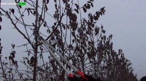Обрезка яблони на карликовом подвое в промышленном саду