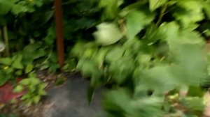 Подставка Садовая под куст смородины черной белой красной