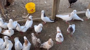 Голуби из Армении! В гостях у Ашота!#pigeons #голуби #göyərçin #махачкала #falcon