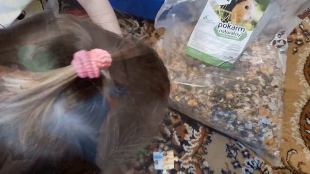 Нашли в лесу морских свинок/что с ними? смотреть онлайн