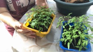 Пикировка помидоров в марте 2023 Сорт Волгоградский Эти томаты будут радовать ВАС весь сезон