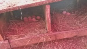 куры несушки. ломан браун и помесные.