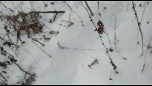Ольха для копчения