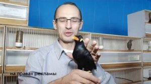 "Лучшие певчие птицы мира и родного края"