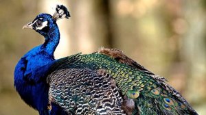 Либеральная Панко-Нарцисстическая Натуралистически-Философская