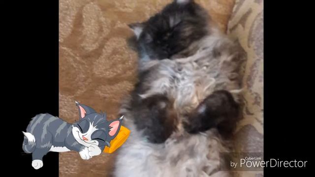 Кошка красавица