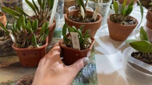 Орхидеи . Обзор скальных лелий.Уход