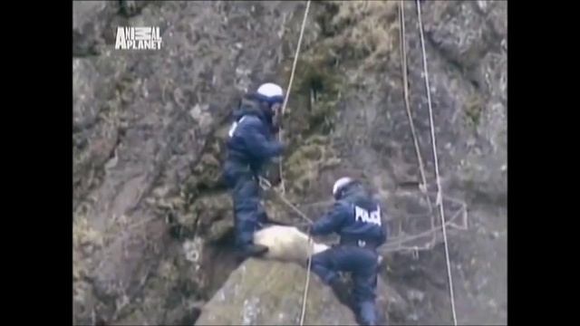 ШОКИРУЮЩИХ ВИДЕО . НАПАДЕНИЕ ДИКИХ ЖИВОТНЫХ НА ЛЮДЕЙ .. СПАСЕНИЕ. ПОМОЩЬ ЖИВОТНЫМ.ОПАСНЫЕ И ДИКИЕ