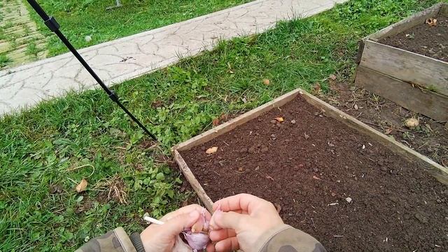 Чеснок посадка на зиму. смотреть онлайн