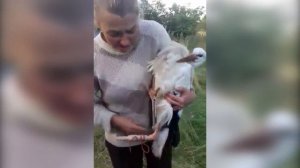 Волонтёры сделали протез для потерявшего ногу аиста