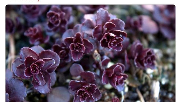 Очиток ложный Вуду  (sedum Spurium 'Voodoo')