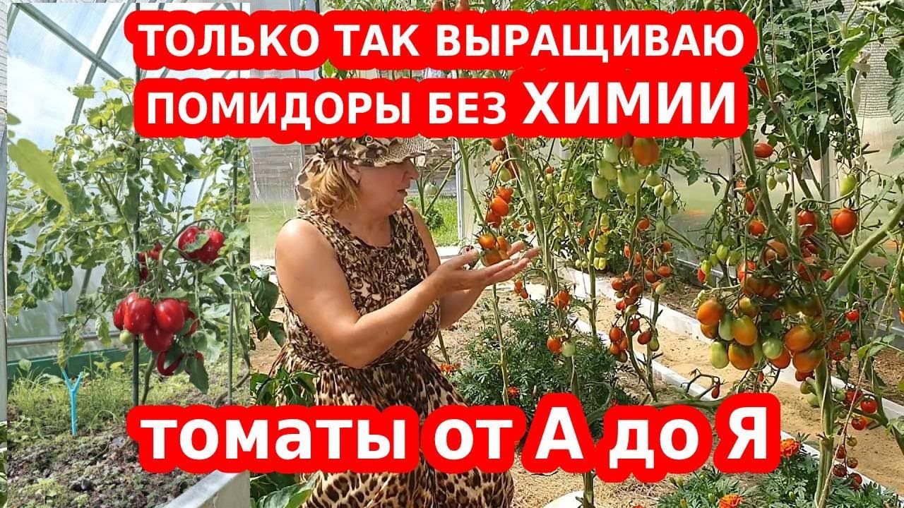 Выращивание помидор от посева семян до сбора урожая