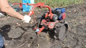 Мотоблок Салют копает картофель