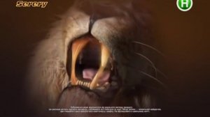 Реклама шоколадного батончика Лайон / Lion (Новый канал, ноябрь 2016)