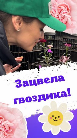 Зацвела гвоздика в питомнике растений!🌺 #питомникрастений #саженцы