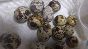 Перепел без скорлупы. Выведение перепелов. Домашний инкубатор на батарее