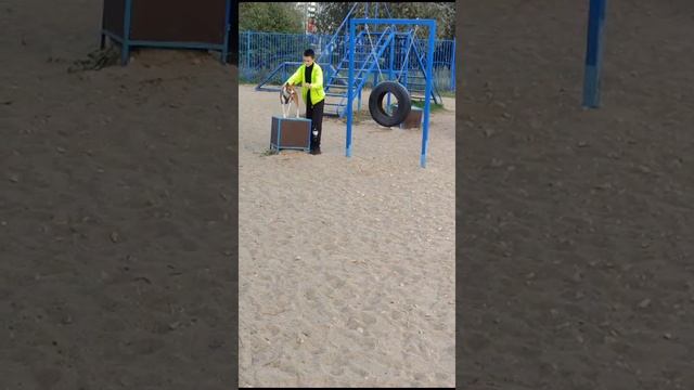 Дрессировка собаки Басенджи номер "1". смотреть онлайн