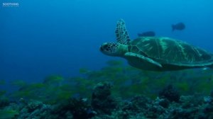 8 Hours of Relaxing Sleep Music: Deep Sleeping Music, Calming Music, Relaxing Music ★147