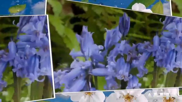 Исцеляющая музыка - гармония с природой. смотреть онлайн