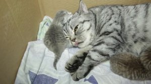 Маленькие котята один день после рождения. Милые котята с кошкой.