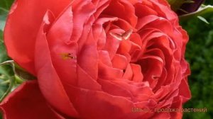 Роза чайно-гибридная Мейян Травиата ? обзор: как сажать, саженцы розы Мейян Травиата