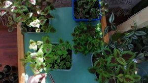 ?Мои комнатные цветы.?Колеусы из семян.?Обрезка, прищипка колеусов.?Апрель 2021.?