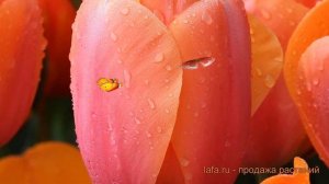 Тюльпан гибридный Эприкот Импрешн ? обзор: как сажать, луковицы тюльпаны Эприкот Импрешн