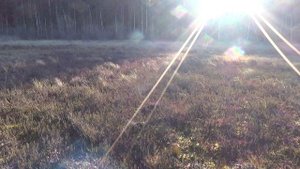 Лес Грибы Ежовик Жёлтый Болото и Клюква 2020 11 07