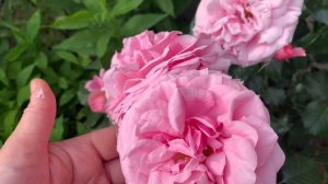 Роза Алоха (  Rose Aloha ) плетистая розовая!  г.Киев 2021г.