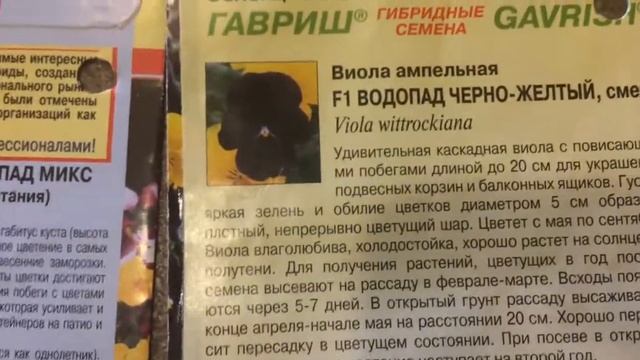 Виола 19.03.18 Развитие ампельной виолы смотреть онлайн