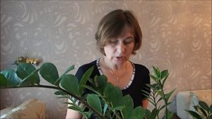 Долларовое дерево-замиокулькас. Дерево денег и дерево удачи