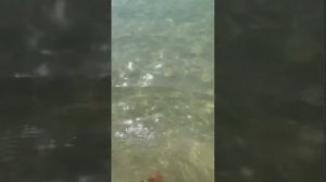 Благовещенск - Нудистский пляж - Витязево . День 3-ий