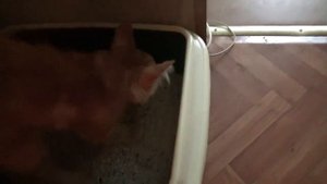 Котенок мейн-кун в новом доме