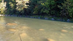 СЧАСТЛИВАЯ БЛЕСНА! ЛОСОСЬ КИЖУЧ. РЫБАЛКА В АМЕРИКЕ