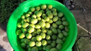 Варенье из зеленых грецких орехов.Начало подготовки.