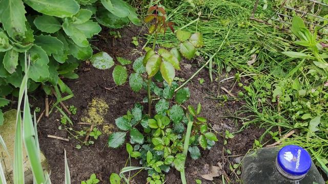 Розы от питомника Мельсансад. Первый год развития. смотреть онлайн