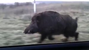 Ручной кабан