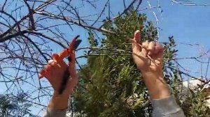 САНИТАРНАЯ ОБРЕЗКА ГРАНАТОВОГО ДЕРЕВО И ПРИДАНИЯ ФОРМЫ ДЕРЕВУ!NAR AĞACI BAHAR BUDAMA