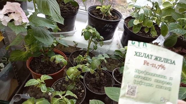 🌸🌿Обзор гортензий на 25 марта.Уход,подкормки,заботы..Ждём Весну!🥰🌸#гортензиикрупнолистные #гортензи