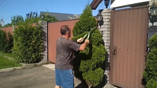 Топиар «topiary»