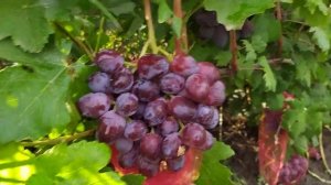 Обзор и испытания форм винограда Каскад,Красное пламя,Катюша,Эверест.