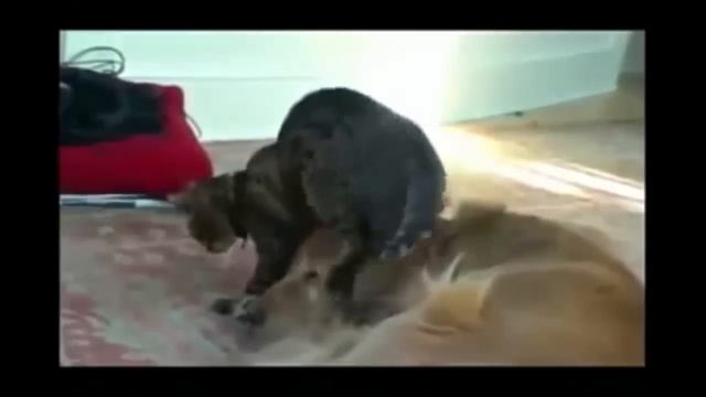 Серый кот! смотреть онлайн