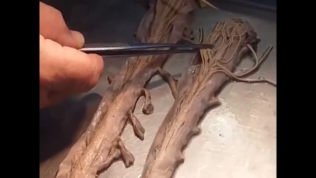 Конский хвост Cauda equina смотреть онлайн