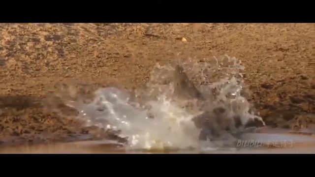 Antelope runs for survival | антилопа бежит |羚羊混剪
