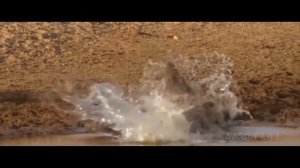 Antelope runs for survival | антилопа бежит |羚羊混剪