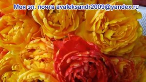 Тюльпан «Сан Лавер»