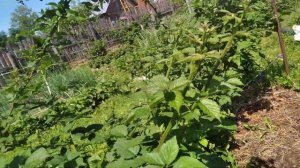 ежевика,начало цветения сортов: Вон,Аропахо,Астерина,Небеса