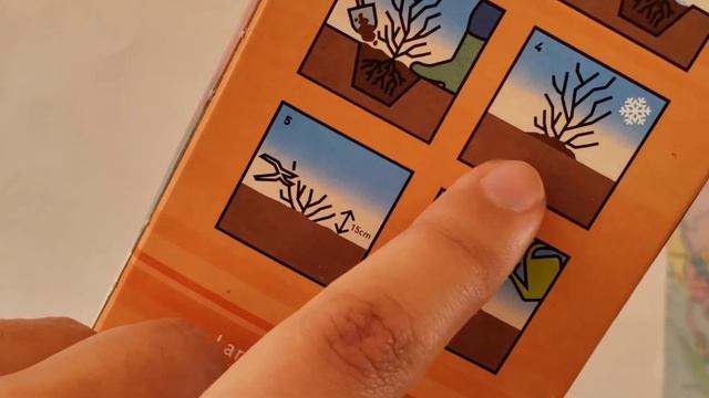 Unboxing a rose and how to grow a Joro rosa rose plant in a simple and easy way смотреть онлайн